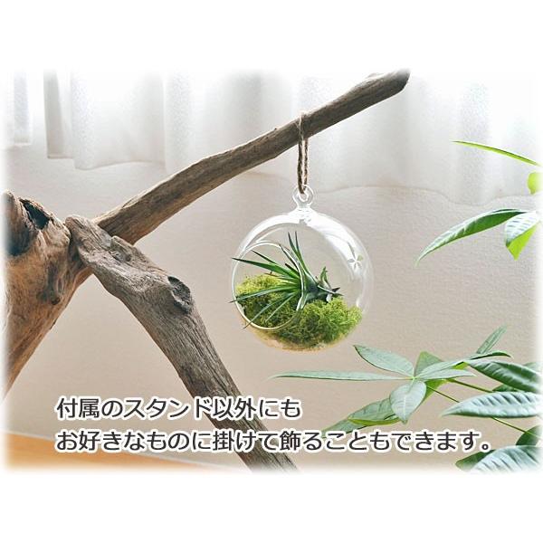 エアープランツ チランジア ハンギング 吊り下げ ガラス ワイヤースタンド付き Buyee 日本代购平台 产品购物网站大全 Buyee一站式代购 Bot Online