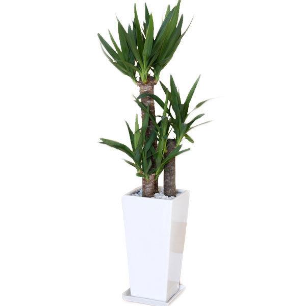 観葉植物 送料無料 青年の木とも呼ばれる育てやすいユッカ ギガランキングｊｐ