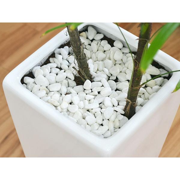 観葉植物 棕櫚竹 シュロチク 棕櫚竹 シュロチク おしゃれ 花 ガーデニング お祝い ロングスクエア陶器鉢植え 7号