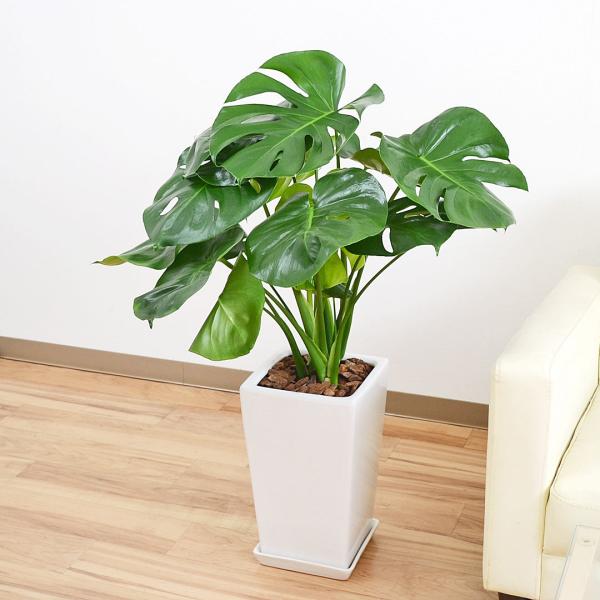 観葉植物 モンステラ おしゃれ お祝い 陶器鉢植え 7号 スクエア
