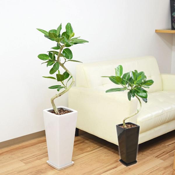 【商品サイズ】商品全体(鉢含む)の高さ：約90cm - 110cm前後鉢の高さ: 約40cm 幅: 約19cm ※±数cmほどの誤差がある場合がございます。※植物につき、高さや形状には誤差がございます。あらかじめ、ご了承くださいませ。【商品...