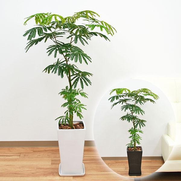 観葉植物 エバーフレッシュ ネムノキ スクエア陶器鉢植え 8号サイズ Skan フラワーコーポレーション 通販 Yahoo ショッピング