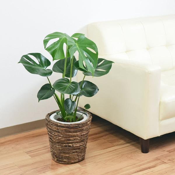 人口観葉植物　モンステラ　6号鉢カバー付き 観葉植物 モンステラ 6号サイズ 選べる鉢カバー付き : フラワー