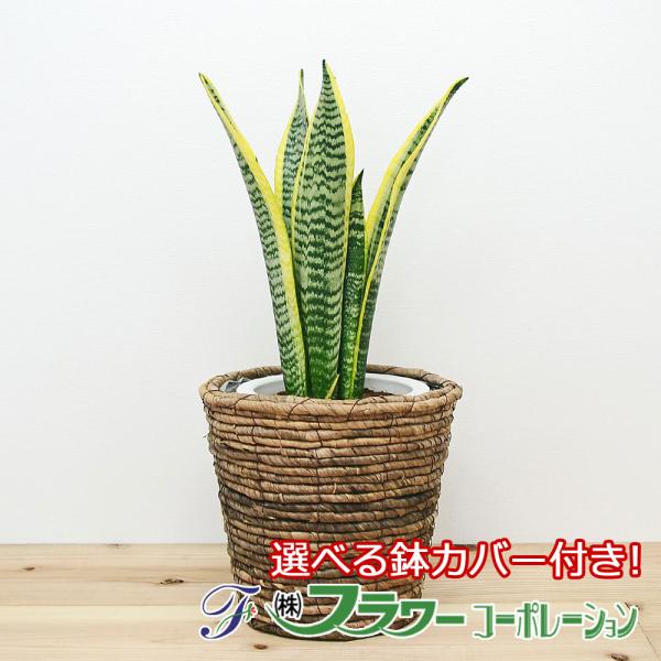 観葉植物 サンスベリア・ローレンティ 6号サイズ 選べる鉢カバー付き