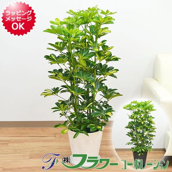 斑入りホンコンカポック 観葉植物 セラート鉢植え 観葉植物 Skan フラワーコーポレーション