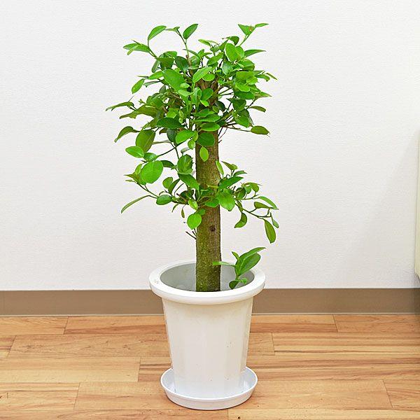 ϗtA KW} K̖ p^Cv { 7  ^  j CeA {