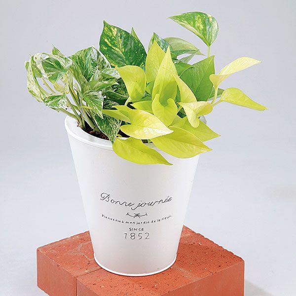 観葉植物ポトス 3種寄せ植え ブリキポット Skan フラワーコーポレーション 通販 Yahoo ショッピング