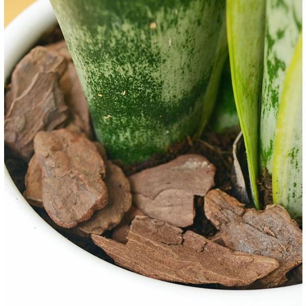 観葉植物 サンスベリア サンセベリア おしゃれ お祝い ボール型陶器鉢 Buyee 日本代购平台 产品购物网站大全 Buyee一站式代购 Bot Online