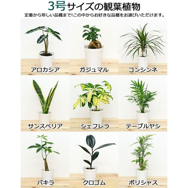 選べる観葉植物2鉢セット 6号3号 鉢カバー付き 6号のみ おしゃれ お祝い Buyee Buyee Japanese Proxy Service Buy From Japan Bot Online
