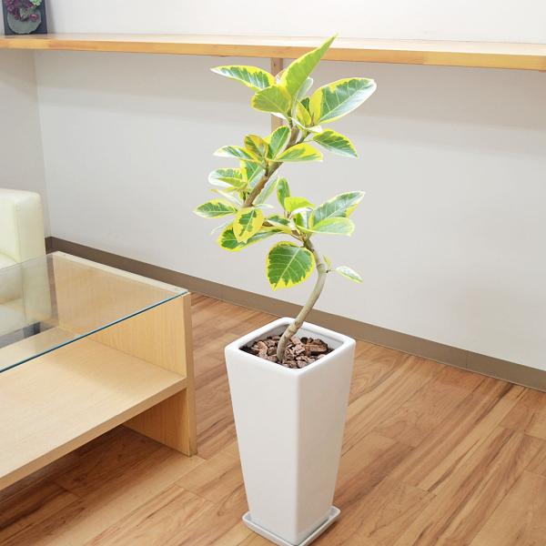 観葉植物フィカス・アルテシーマ(アルテシマゴム)  曲がり仕立て ロングスクエア陶器鉢植え 7号 おしゃれ 本物 インテリア 室内
