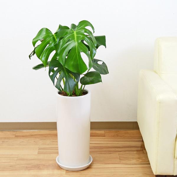 観葉植物 モンステラ 円柱形陶器鉢植え ホワイト 白 おしゃれ 本物 お祝い インテリア 室内