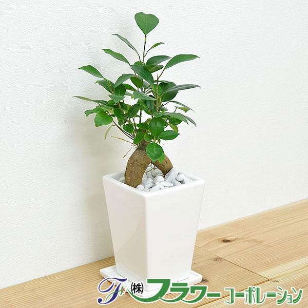 観葉植物 ガジュマル スクエア陶器鉢植え 3号 : フラワー