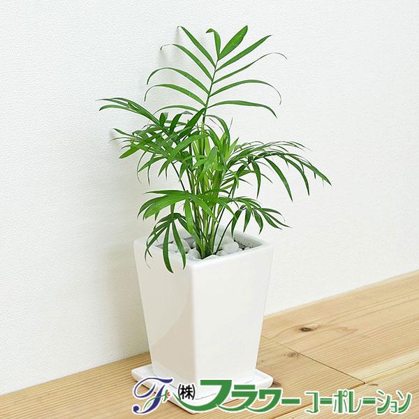 観葉植物 テーブルヤシ スクエア陶器鉢植え 3号