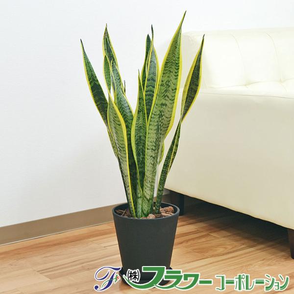 観葉植物 サンスベリア サンセベリア ローレンティ 多肉植物 6号セラート植え 大型 おしゃれ お祝い