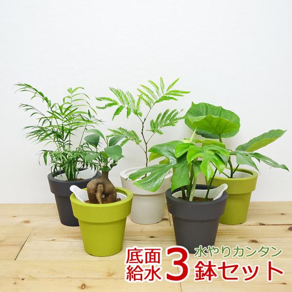 【商品サイズ】鉢のサイズ5号プラスチック鉢: 高さ約14cm x 幅約15cm※植物のサイズは品種により異なります。【商品内容】観葉植物 底面給水 3鉢セット x 1管理方法のメモ付き※葉や幹にはキズや割れ、一部変色した部分がある場合がござ...