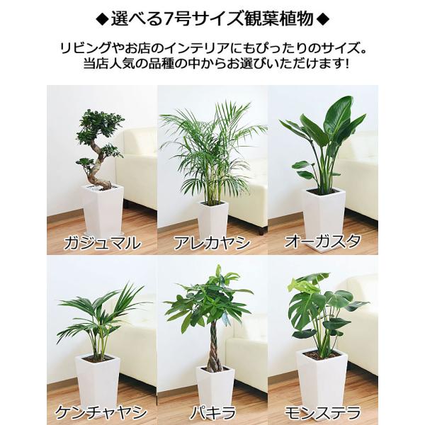 観葉植物 7号4号 2鉢セット 陶器鉢植え 選べる品種 おしゃれ お祝い Buyee Buyee 일본 통신 판매 상품 옥션의 대리 입찰 대리 구매 서비스