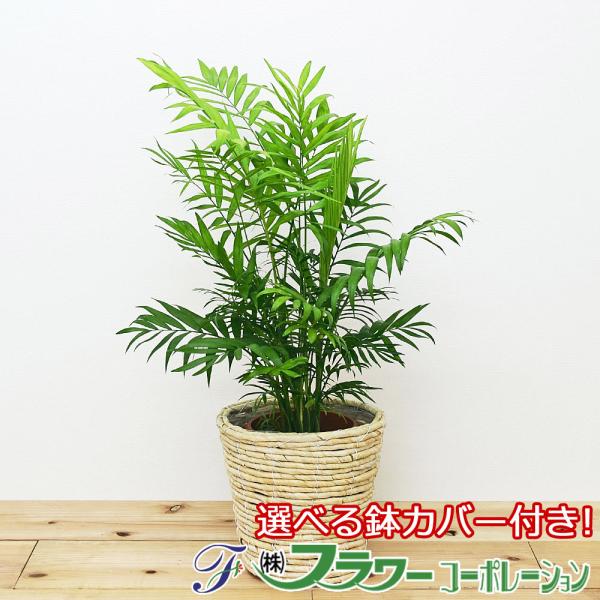 【商品サイズ】商品全体(鉢含む)の高さ：約50cm - 70cm 前後※植物につき、高さや形状には誤差がございます。あらかじめ、ご了承くださいませ。【商品内容】観葉植物 テーブルヤシ 6号 鉢カバー付き x 1受け皿付き管理方法のメモ付き※...