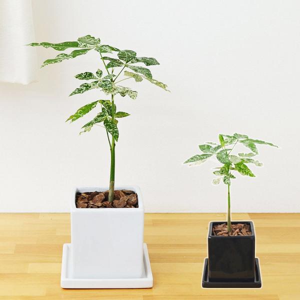 観葉植物 パキラ 斑入り おしゃれ 観葉植物 実生 ミルキーウェイ キューブ陶器鉢植え ホワイト ブラック 斑入り おしゃれ お祝い Skan フラワーコーポレーション