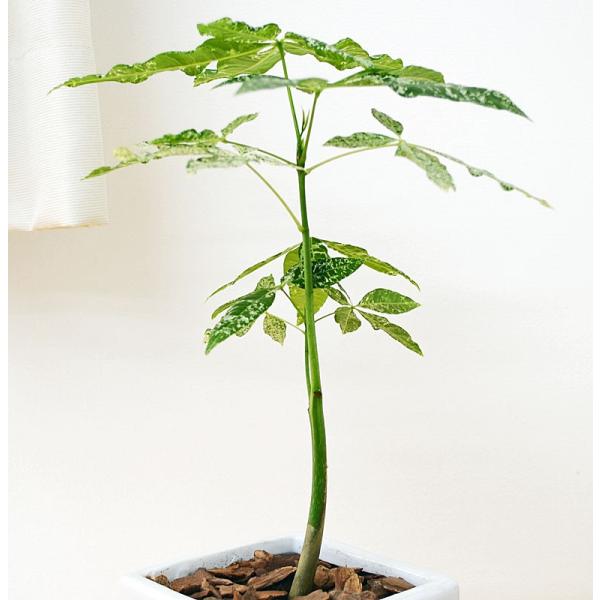 観葉植物 パキラ 斑入り おしゃれ 観葉植物 実生 ミルキーウェイ キューブ陶器鉢植え ホワイト ブラック 斑入り おしゃれ お祝い Skan フラワーコーポレーション