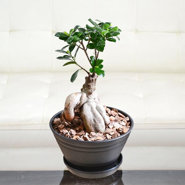 観葉植物 ガジュマル 多幸の木 セラート すり鉢 ブラック おしゃれ お祝い Buyee Buyee 日本の通販商品 オークションの代理入札 代理購入