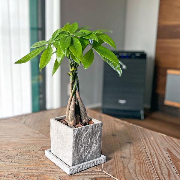 観葉植物 flower-c_skan-000471