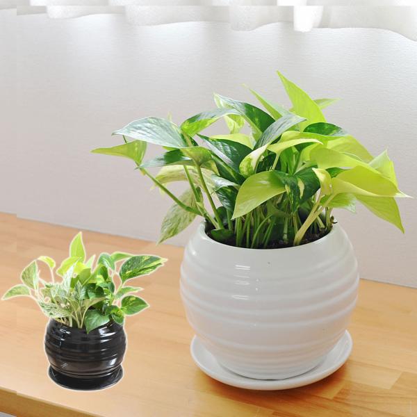 観葉植物 ポトス 寄せ植えの人気商品 通販 価格比較 価格 Com