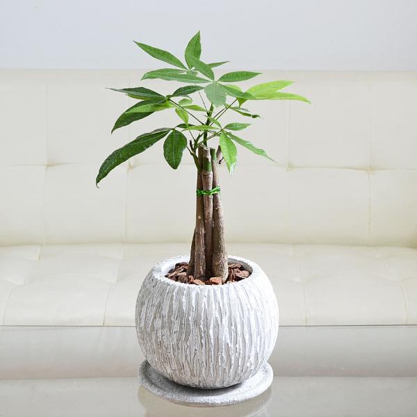 観葉植物 パキラ 編み込み セメント鉢 コンクリート ボール 丸形 おしゃれ お祝い 室内