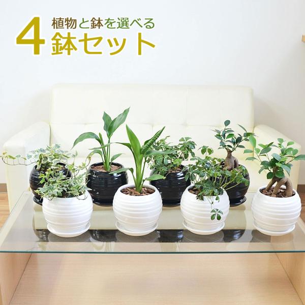 観葉植物 ガジュマル エバーフレッシュ ポトス アイビー レギネ シュガーバイン ボール形陶器鉢植え 4鉢セット 種類 選べる おしゃれ お祝い ラック 棚 室内