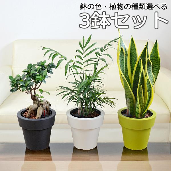 観葉植物 ガジュマル サンスベリア テーブルヤシ ハイドロカルチャー 水耕栽培 3鉢セット 5号 選べる 種類 水位計付き おしゃれ お祝い インテリア 本物 室内