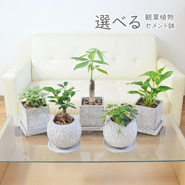 観葉植物 ガジュマル パキラ ポトス アイビー ヘデラ シュガーバイン 多幸の木 発財樹 種類 選べる セメント鉢  コンクリート 3号 おしゃれ お祝い 本物 室内