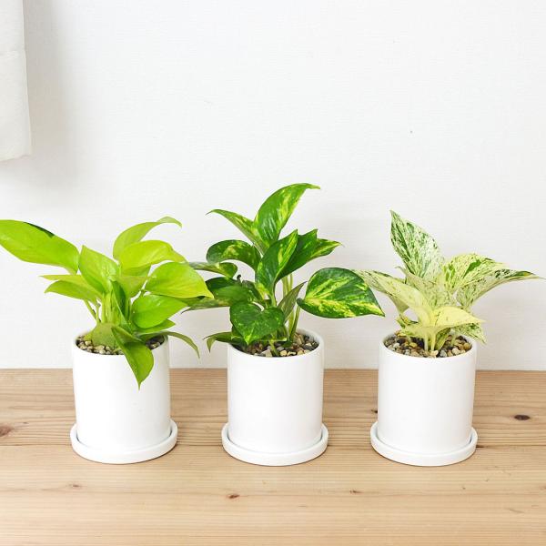 人工観葉植物ポトスと陶器鉢と受皿を５０００円でお売ります。 観葉植物 ポトス 3種類 3鉢セット オウゴンカズラ 陶器鉢植え 白