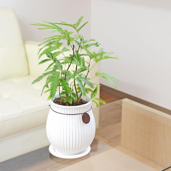 観葉植物 エバーフレッシュ アカサヤネムノキ 陶器鉢 たて線 縦縞