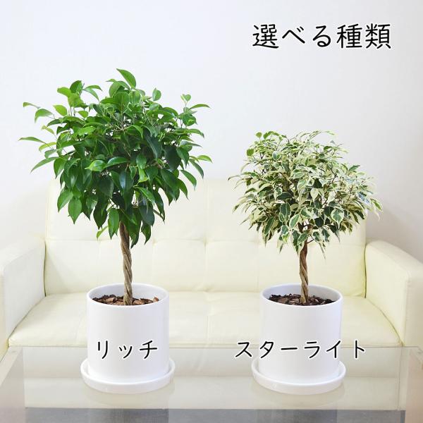 観葉植物 ベンジャミン スターライト リッチ シダレガジュマル フィカス ゴム 陶器鉢植え 円柱形 シリンダー ホワイト 白 選べる 種類  5号 おしゃれ 本物 室内