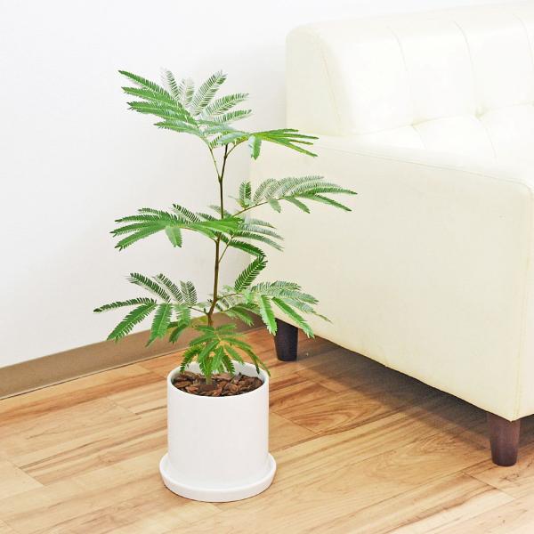 観葉植物 エバーフレッシュ アカサヤネムノキ 陶器鉢 円柱形 シリンダー ツヤあり ホワイト 白 5号 おしゃれ 本物 インテリア 室内