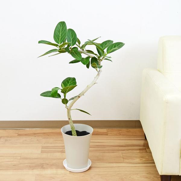観葉植物 フィカス ベンガレンシス ベンガルゴム らせん曲がり スパイラル プラスチック鉢カバー付き おしゃれ 大型 本物 お祝い インテリア 室内