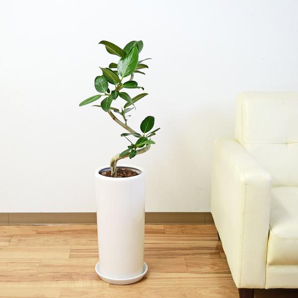 観葉植物 フィカス ベンガレンシス ベンガルゴム らせん曲がり スパイラル 陶器鉢 円柱形 ラウンド ホワイト 白 おしゃれ 本物 お祝い インテリア 室内