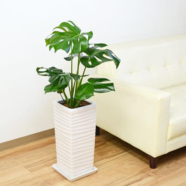 観葉植物 モンステラ 陶器鉢 7号 四角柱 千段 ウェーブスクエアポール ホワイト 白 おしゃれ 本物 インテリア 室内