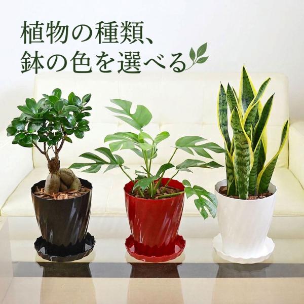 観葉植物 ガジュマル サンスベリア テーブルヤシ ヒメモンステラ 種類 鉢の色 選べる ホワイト ブラック レッド おしゃれ 本物 大型 インテリア 室内