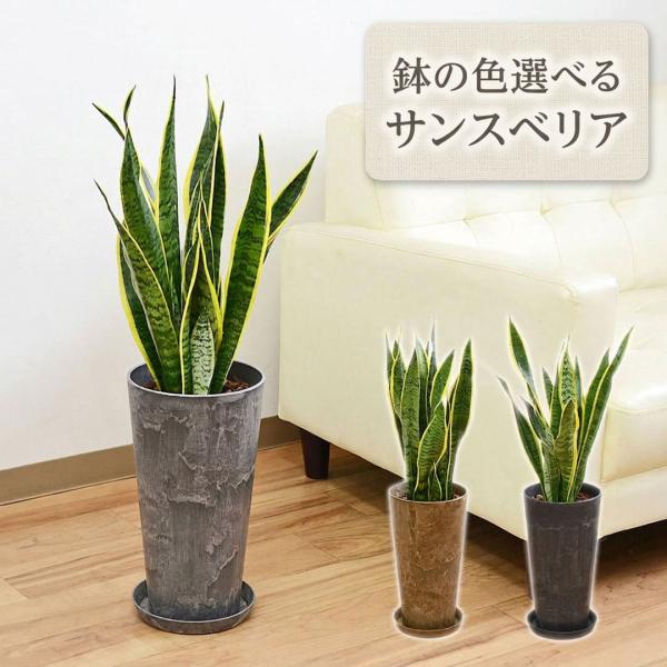 観葉植物 サンスベリア サンセベリア 多肉植物 アートストーン 樹脂 プラスチック鉢 グレー ブラウン ブラック おしゃれ 本物 大型 インテリア 室内