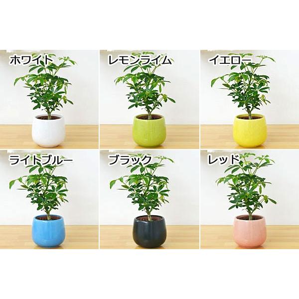 ミニ観葉植物 ホンコンカポック(シェフレラ)陶器鉢付き(ハイドロカルチャー) /【Buyee】 