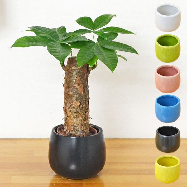 観葉植物 ミニ パキラ 発財樹 カイエンナッツ 朴仕立て ハイドロカルチャー 水耕栽培 陶器鉢付き おしゃれ お祝い 室内 インテリア