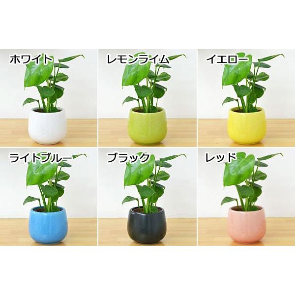 ミニ観葉植物 モンステラ陶器鉢付き ハイドロカルチャー Buyee Buyee Japanese Proxy Service Buy From Japan Bot Online