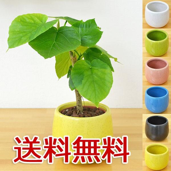 ミニ観葉植物 フィカス ウンベラータ陶器鉢付き ハイドロカルチャー Sskan フラワーコーポレーション 通販 Yahoo ショッピング
