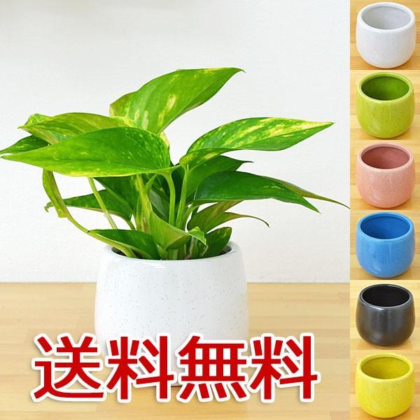 ミニ観葉植物 ポトス陶器鉢付き(ハイドロカルチャー) : フラワー ミニ観葉植物 ポトス陶器鉢付き(ハイドロカルチャー) : フラワー