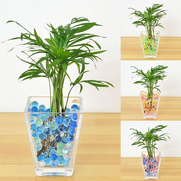 ミニ観葉植物 テーブルヤシ スクエアガラスゼリー植え Buyee Buyee 提供一站式最全面最专业现地yahoo Japan拍卖代bid代拍代购服务 Bot Online