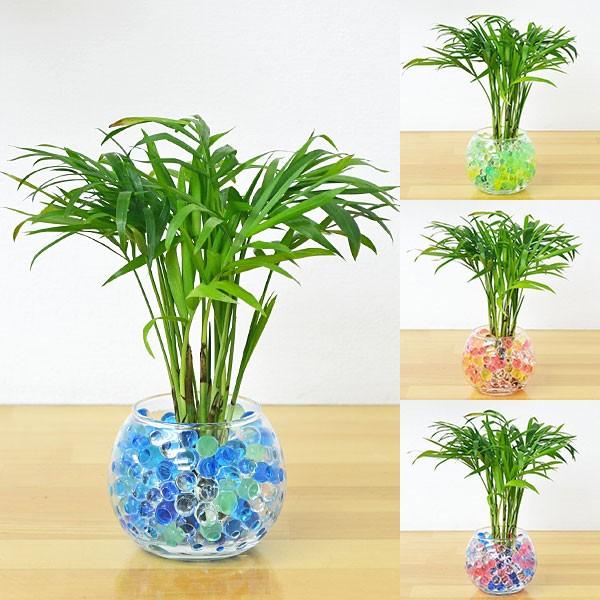 ミニ観葉植物 テーブルヤシ スフィアガラス ゼリー植え Buyee Buyee Japanese Proxy Service Buy From Japan Bot Online