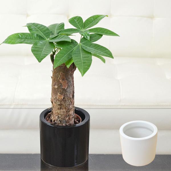 観葉植物 ミニ パキラ 発財樹 カイエンナッツ 朴仕立て ハイドロ