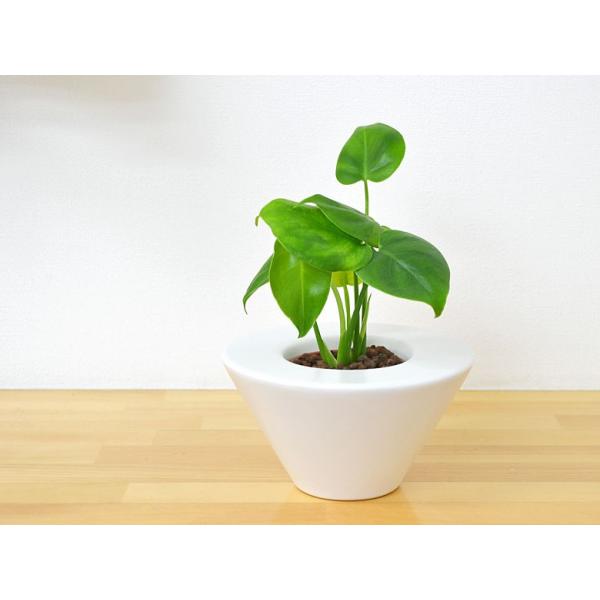 ミニ観葉植物 モンステラ ハイドロカルチャースタイリッシュ陶器鉢付き Buyee 日本代购平台 产品购物网站大全 Buyee一站式代购 Bot Online