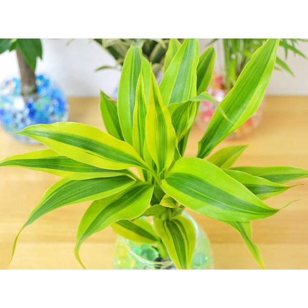 ミニ観葉植物 ドラセナ サンデリアーナ スフィアガラス ゼリー植え Buyee Buyee Japanese Proxy Service Buy From Japan Bot Online