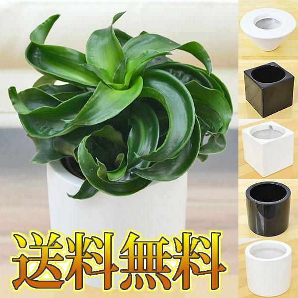 ミニ観葉植物 ドラセナ コンパクタ トルネード ハイドロカルチャースタイリッシュ陶器鉢付き Buyee Buyee Japanese Proxy Service Buy From Japan Bot Online